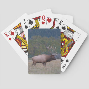 Klassiska uppsamlingskort för tjurar casinokort