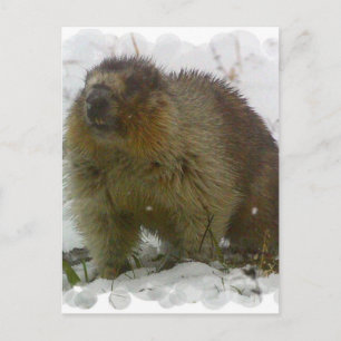 Klassiskt beavers vykort