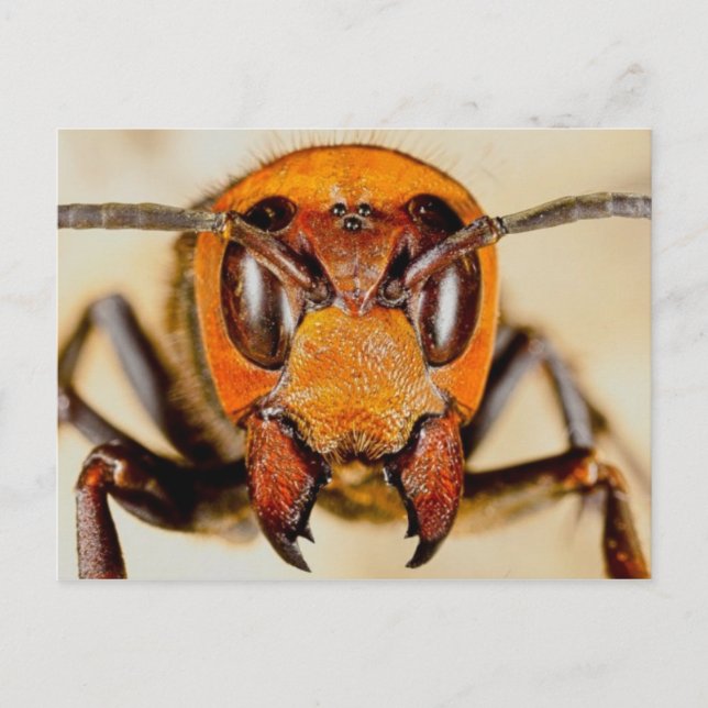 Klassiskt fotopostkort vykort (Framsida)