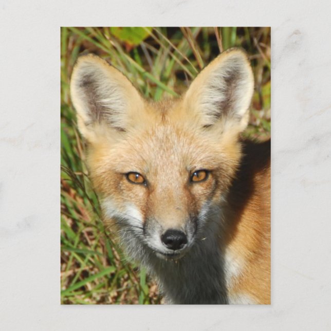 Klassiskt fotovykort vykort (Framsida)