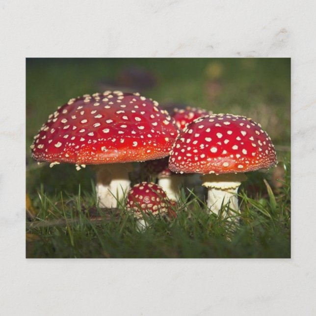 Klassiskt fotovykort vykort (Framsida)