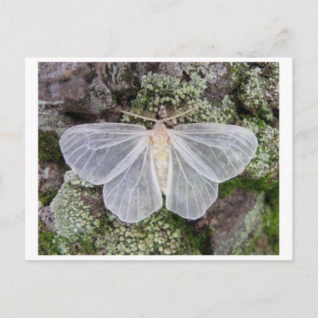 Klassiskt fotovykort vykort (Framsida)