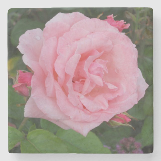 Klassiskt Rosa ros Stenunderlägg (Framsidan)