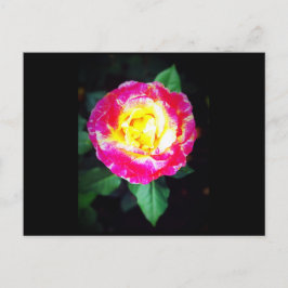 Klassiskt Vibrant Ro vykort