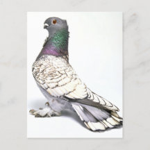 Klassiskt vykort för Frill Pigeon