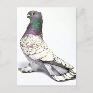 Klassiskt vykort för Frill Pigeon