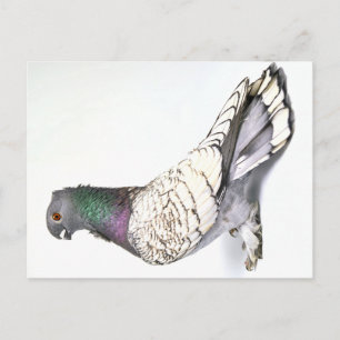 Klassiskt vykort för Frill Pigeon