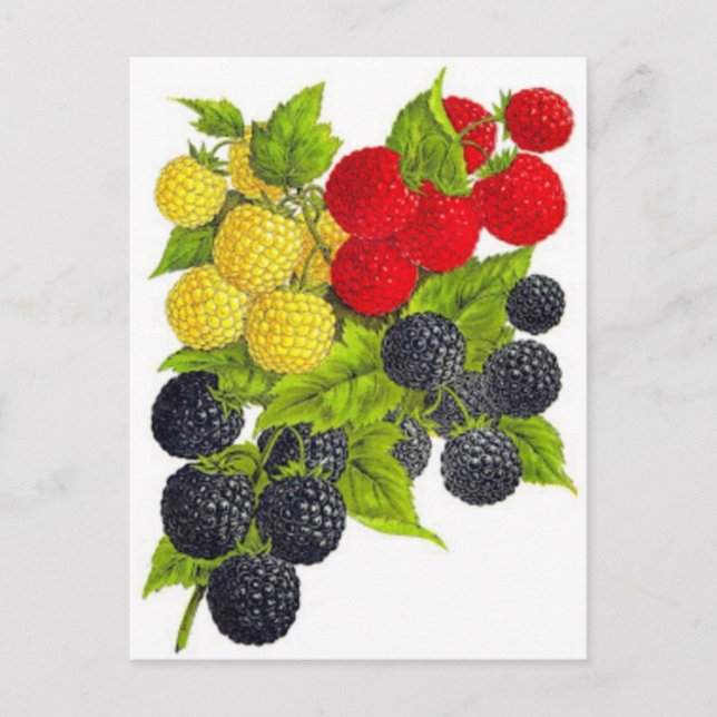 Klassiskt vykort för illustration (Framsida)