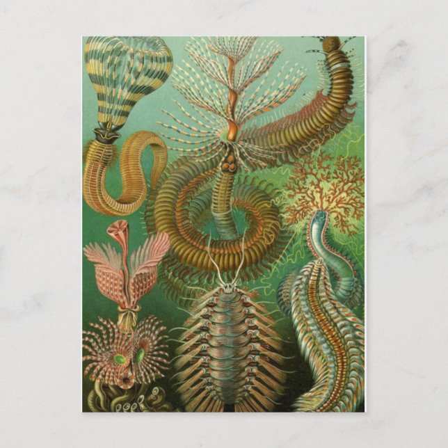 Klassiskt vykort för illustration (Framsida)