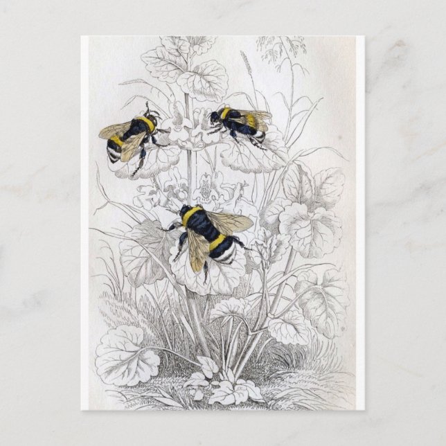 Klassiskt vykort för illustration (Framsida)