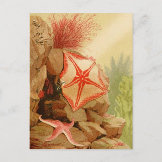 Klassiskt vykort för illustration (Framsida)