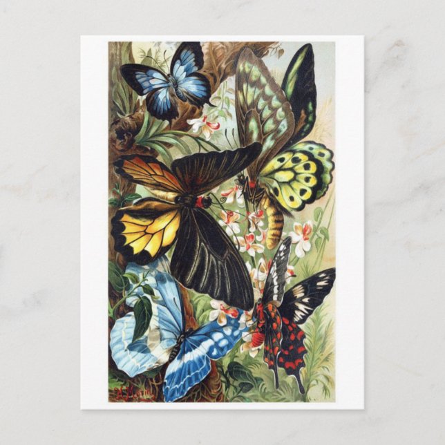 Klassiskt vykort för illustration (Framsida)