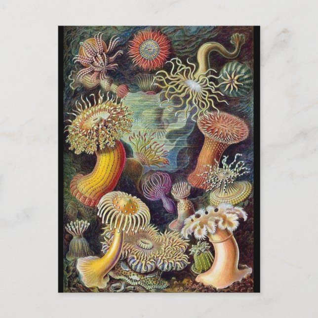 Klassiskt vykort för illustration (Framsida)