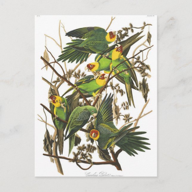 Klassiskt vykort för illustration (Framsida)