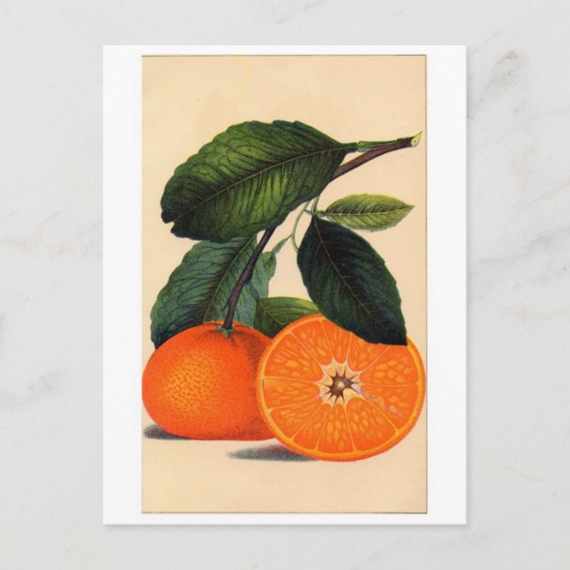 Klassiskt vykort för illustration (Framsida)