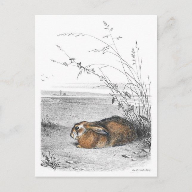 Klassiskt vykort för illustration (Framsida)