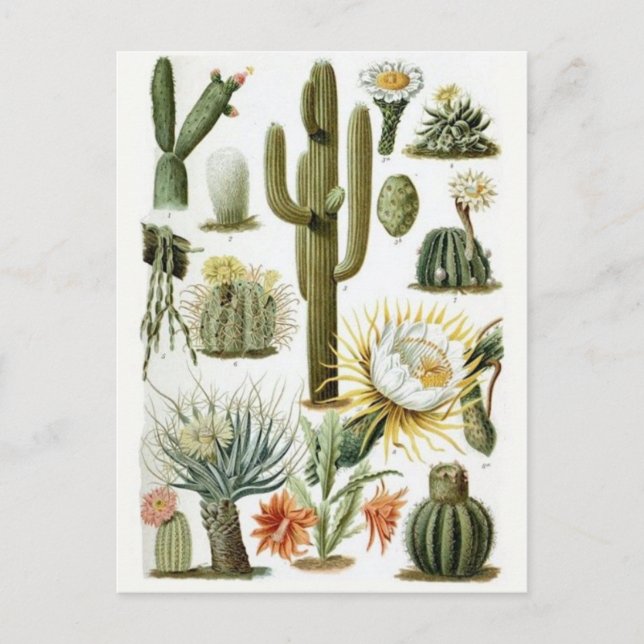 Klassiskt vykort för illustration (Framsida)