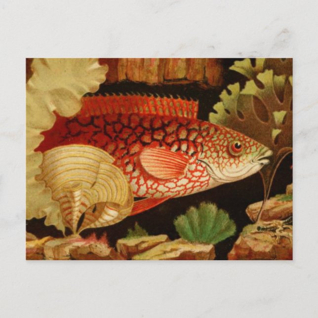 Klassiskt vykort för illustration (Framsida)