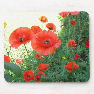Klatschmohn Musmatta