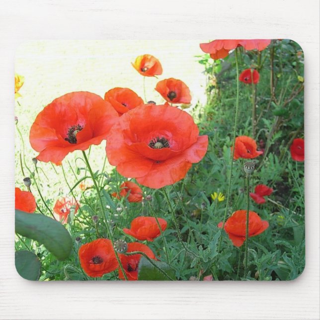 Klatschmohn Musmatta (Framsidan)