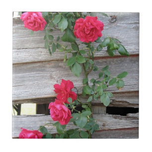 Klättra rosa Bush Kakelplatta