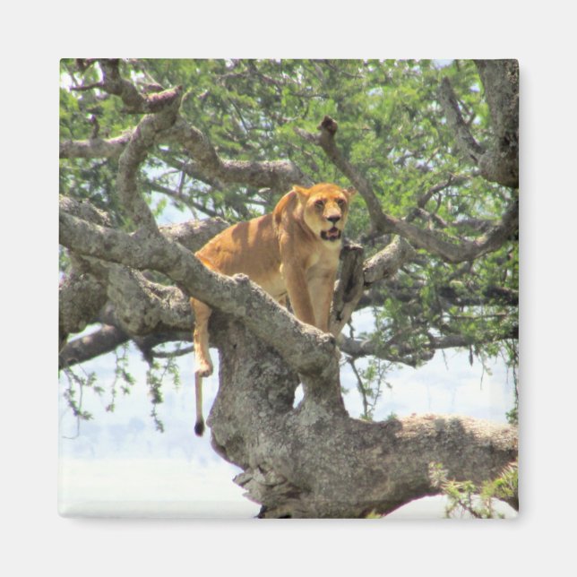 klättrande lejon magnet (Framsidan)