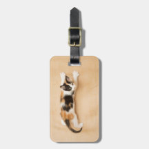 KlättringCalicokattunge