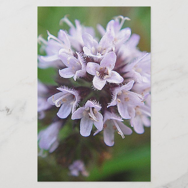 Kleine lila Blüten (Framsida)