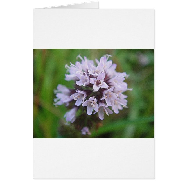 Kleine lila Blüten Hälsningskort (Framsidan)