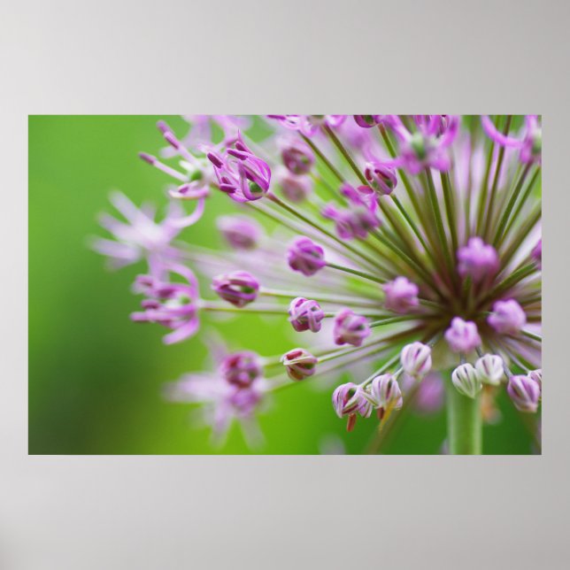 Kleine Sterne Poster (Framsidan)