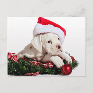 kleiner Boxer Welpe/Little Boxer puppy jul Helg Vykort