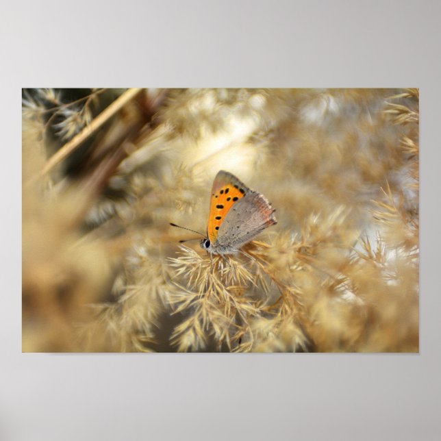 Kleiner Feuerfalter Poster (Framsidan)