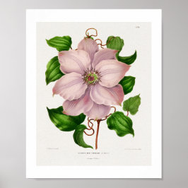 Klematis Hyb. Sieboldia kromolitografplattor Poster
