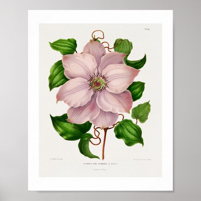 Klematis Hyb. Sieboldia kromolitografplattor Poster (Framsidan)