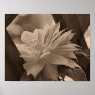 Klematis som är fäst vid träsket i Sepia Poster