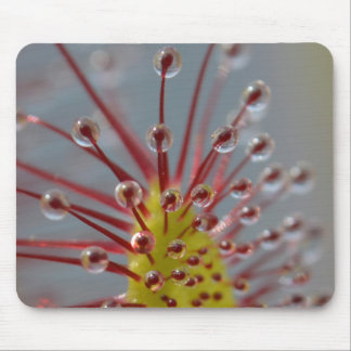 Klibbig Sundew tentakelmousepad Musmatta