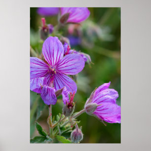 Klibbiga geraniumvildblommor poster