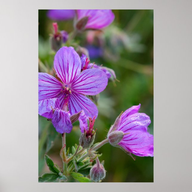 Klibbiga geraniumvildblommor poster (Framsidan)