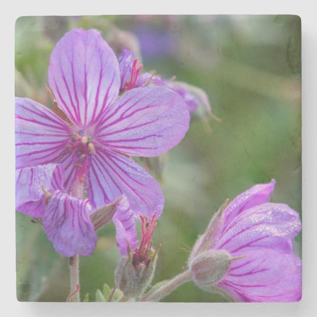 Klibbiga geraniumvildblommor stenunderlägg (Framsidan)
