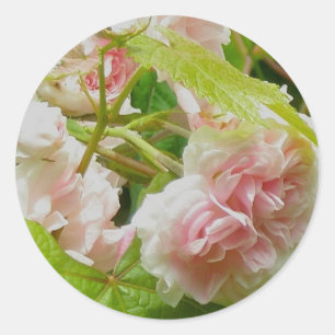 Klimatande Rosa ros-stickers Runt Klistermärke