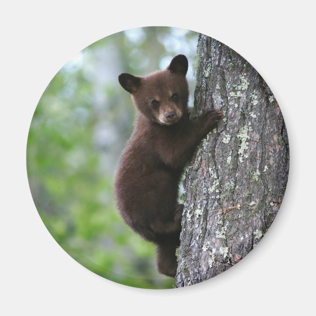 Klimatbjörn Unge Magnet (Framsidan)