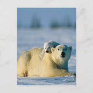 Klimater vid Polarna baby vid Mor Vykort