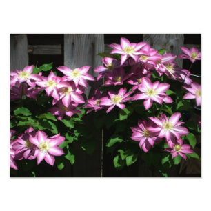 Klimatet Clematis Lila Vår blommor Fototryck