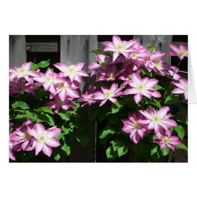 Klimatet Clematis Lila Vår blommor Hälsningskort (Framsidan Horizontal)