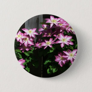 Klimatet Clematis Lila Vår blommor Knapp