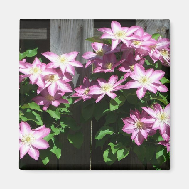 Klimatet Clematis Lila Vår blommor Magnet (Framsidan)