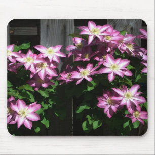 Klimatet Clematis Lila Vår blommor Musmatta