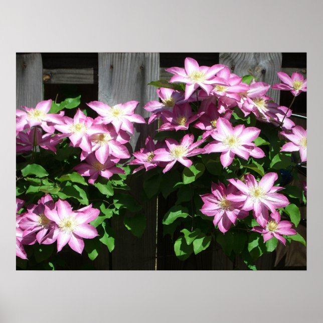 Klimatet Clematis Lila Vår blommor Poster (Framsidan)