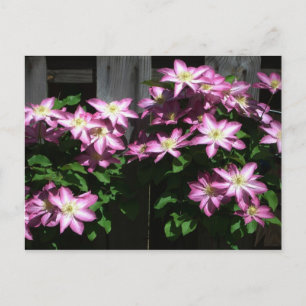 Klimatet Clematis Lila Vår blommor Vykort
