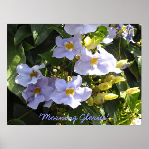 KlimatmorgonGlorier Poster